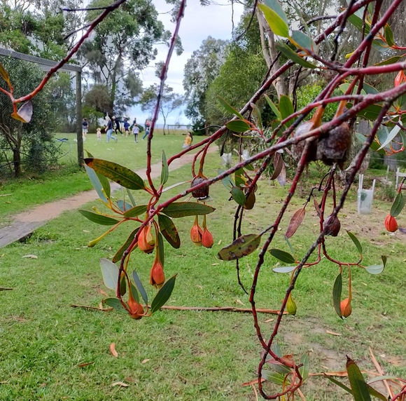 Meet your Posher, Rose - Picture 1 of 1